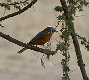Siverbird (empidornis semipartitus), Serengeti
